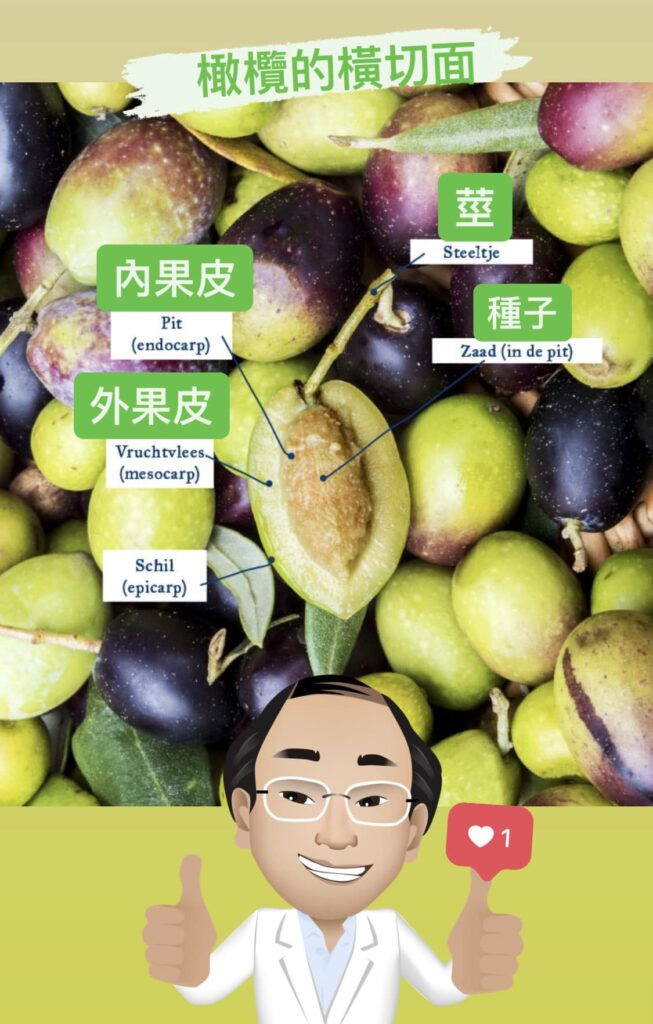 義大利Fattoria La Vialla 莊園，透過在自己的橄欖油廠中冷榨橄欖（